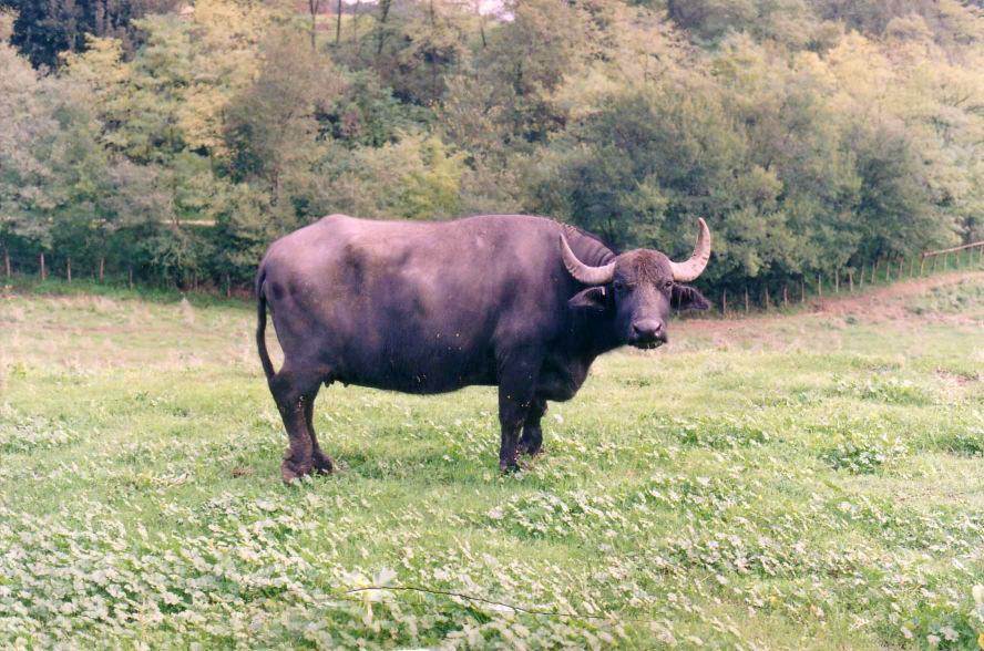 DAIRY BUFFALO IN INTENSIVE SYSTEM Figure 1. Mediterranean Italian buffalo cow, Tor Mancina, Rome (Borghese photo, 2004).
