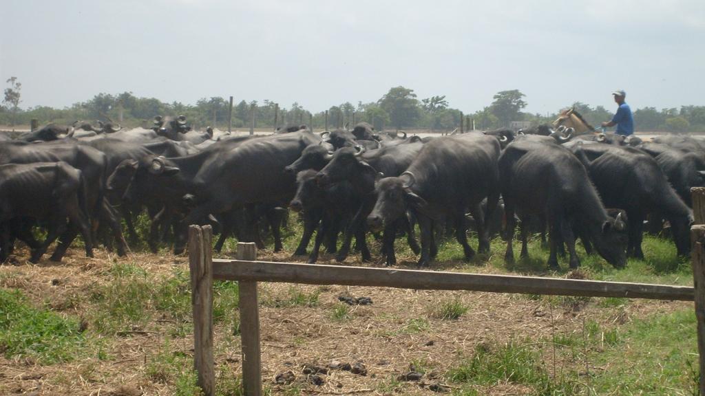 Economy from Dairy Buffalo in India India isthe first country in the world for number of buffalo (about 100 millions, 50% of total population) and for milk production ( more than 60 millions tonnes,