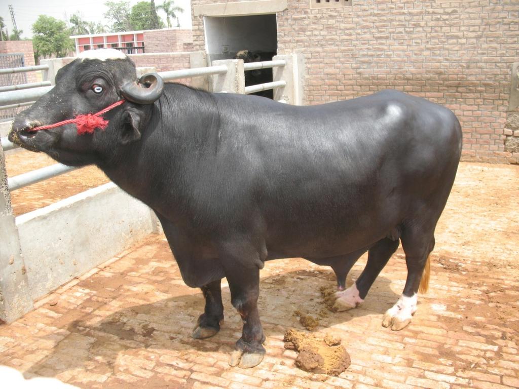 the second in the world, after India. Buffalo breeds are River types Kundi and Nili-Ravi.
