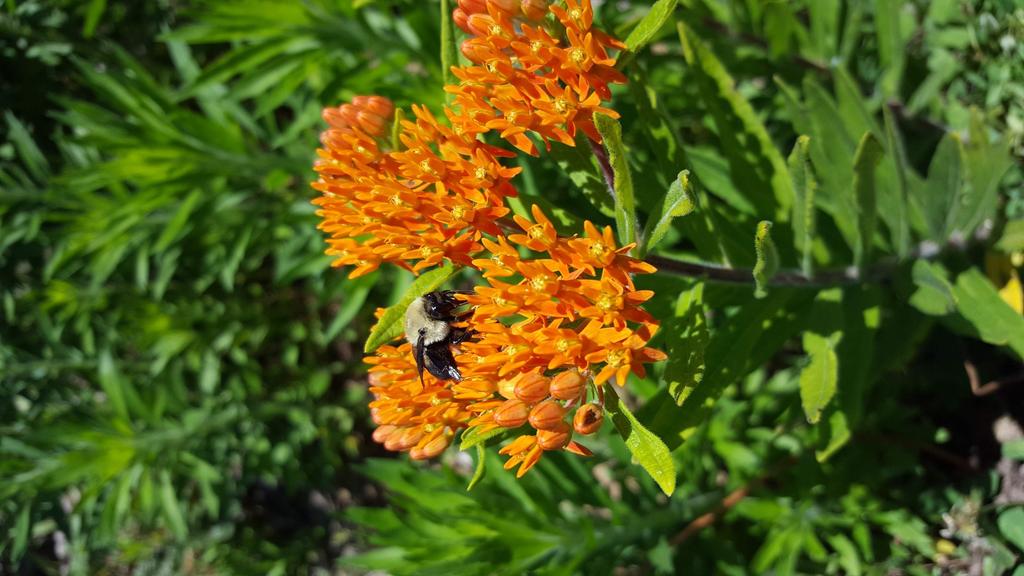 Butterfly Weed Asclepias tuberosa Description: Butterfly Weed is a perennial wildflower that can grow up to 2.5 ft. tall.