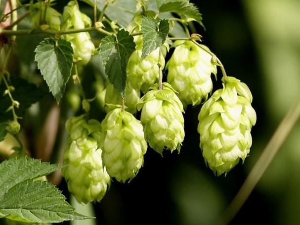 Common Hops Humulus lupulus Description: Common Hops is a perennial, native, twining vine that can grow 20-30 feet long with a spread of 3-6 feet.