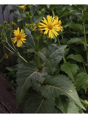 Cup Plant Silphium perfoliatum Description: Cup Plant is a tall, perennial, native wildflower that can grow 4-8 feet tall with a spread of 1-3 feet.