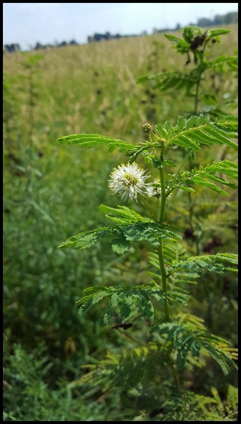 Illinois Bundleflower Desmanthus illinoensis Description: Illinois Bundleflower, also known as Prairie Mimosa, is a herbaceous perennial wildflower that grow 2-3 ft. tall with a 2-3 ft. spread.