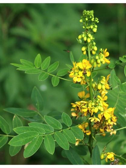 Maryland Senna Senna marilandica Description: Maryland Senna is shrubby-like, perennial, native wildflower that can grow 3-6 feet tall, with a 2-3 feet spread.