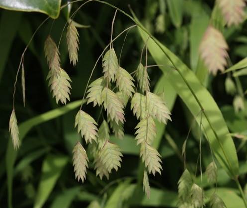 Northern Sea Oats Chasmanthium latifolium Description: Northern Sea Oats, sometimes called River Oats, is a clump-forming, perennial, native grass that can grow from 1 ½- 4 feet tall with a 1-2 ½