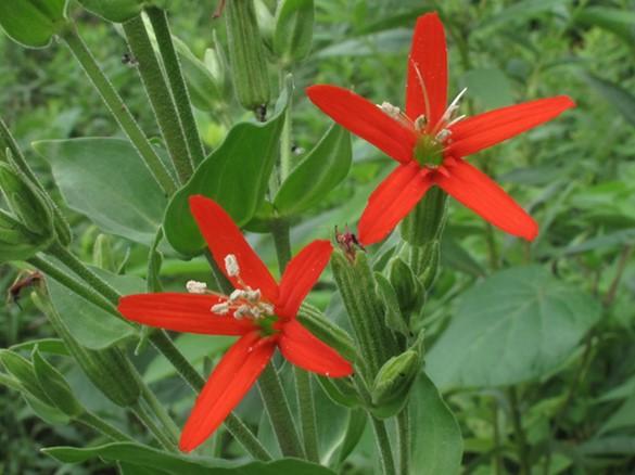 Royal Catchfly Silene regia Description: : Royal Catchfly is an uncommon, perennial, native wildflower that can grow from 1 to 3 feet tall with a spread of 1 ½-2 feet.