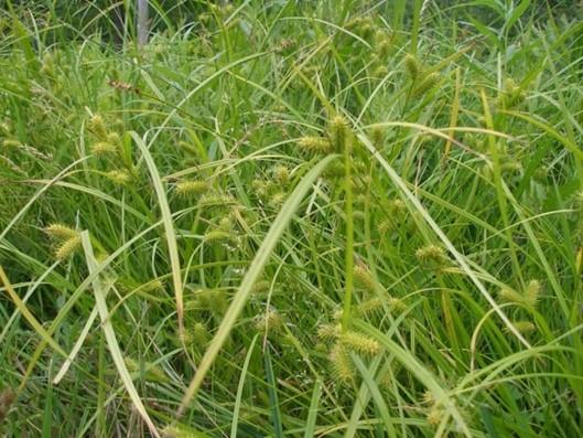 Sallow Sedge Carex lurida Description: Sallow Sedge is a perennial, native, wetland sedge that grows 1 ½ - 3 feet tall with a spread of 1-2 feet.