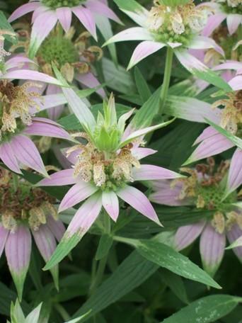 Spotted Bee Balm Monarda punctata Description: Spotted Bee Balm, sometimes called Horsemint, is a short-lived, perennial, native wildflower that grows from 1-3 feet tall with a spread of 9-12 inches.
