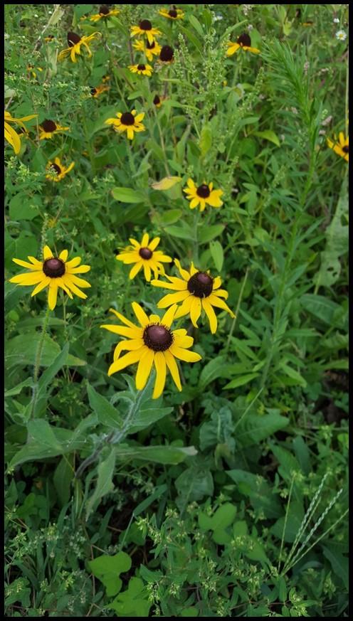 Black-eyed Susan Rudbeckia hirta Description: Black-eyed Susan is a herbaceous biennial to short-lived perennial wildflower that grows 2-3 ft. tall with a 1-2 ft. spread.