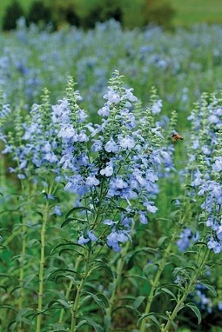 Blue Sage Salvia azurea Description: Blue Sage is a perennial, native wildflower that can grow from 3-6 feet tall and have a 2-4 feet spread.
