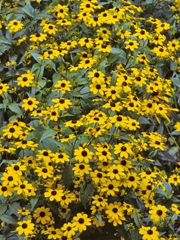 Brown-eyed Susan Rudbeckia triloba Description: Brown-eyed Susan is a biennial or short-lived perennial, native wildflower that can grow 2-5 feet tall with a spread of 12-18 inches.