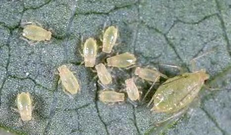 Aphis, Aphis gossypii, Myzus The melon aphid, Aphis gossypii, and the green peach aphid, Myzus persicae, are common in melons Heavy populations cause
