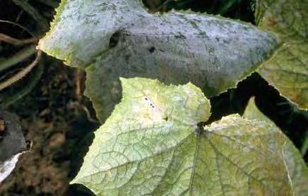 Powdery Mildew, Sphaerotheca Powdery Mildew tends to occur on older leaves first.