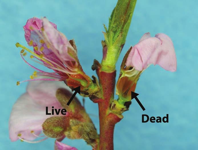 Figure 2: Fantasia nectarine buds, cut longitudinally to show the pistil, one live and one dead (photo by HJLarsen).