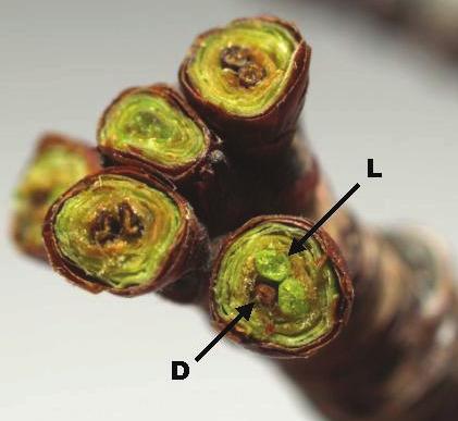 Figure 7: Bing sweet cherry buds (multiple-flower buds) cut horizontally across the bud for flower viability evaluation.