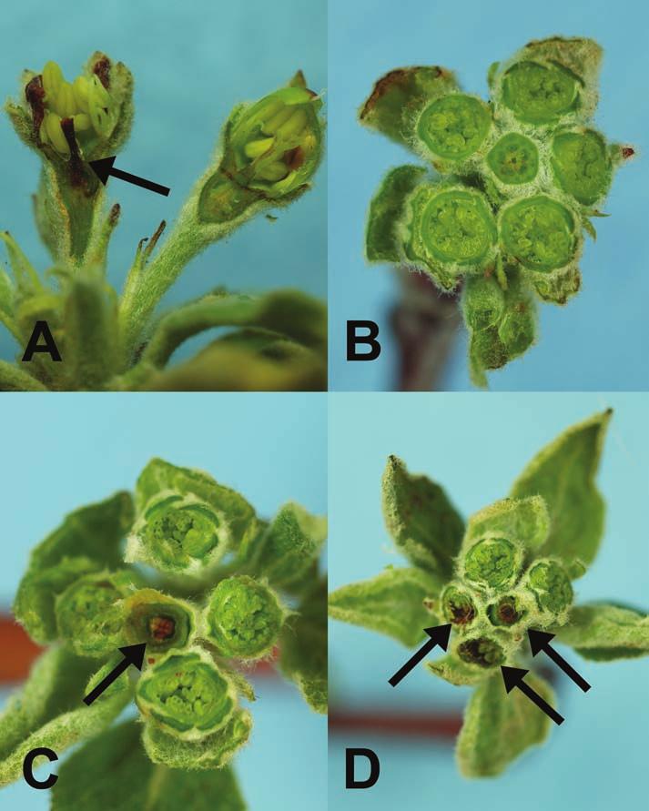 Very late frost events after petal-fall can cause injury to young fruit tissues and impact fruit quality and appearance (Figure: 11).