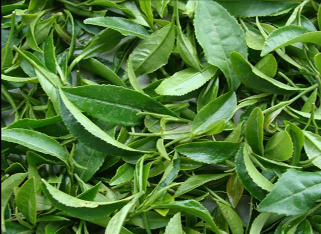 green tea shoots: (a)two