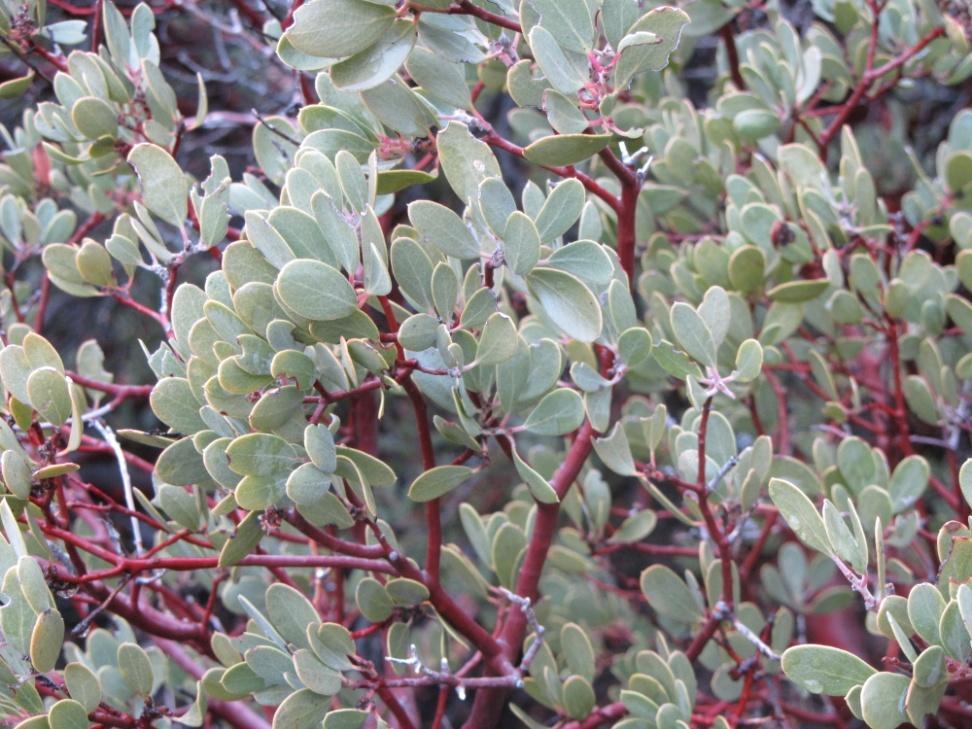 Manzanita Red bark Elliptical, waxy and leathery leaves oriented vertically