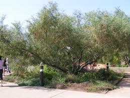Desert Willow Grows in dry washes Food for the