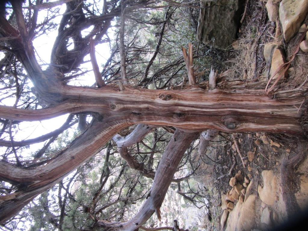 Utah Juniper Berries are really cones, marble-sized, blue Shaggy bark used
