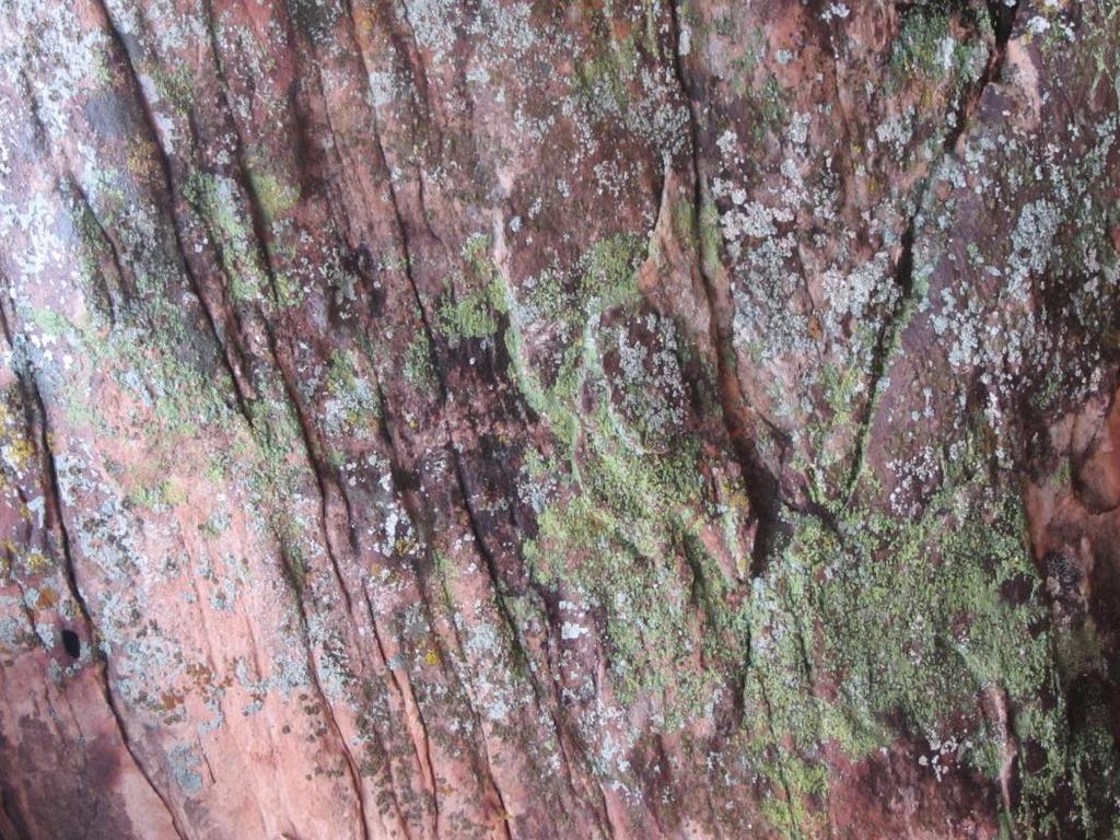Lichen Algae Fungi Develop slowly Acid etches into the