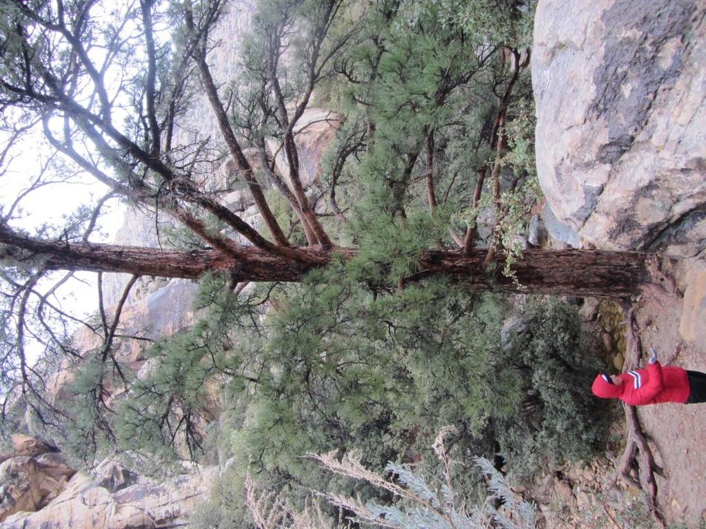 Ponderosa Pine Take turn off to pine Grows at 6,000 feet normally; 300 years old Remnant