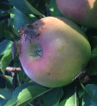 Injury to apple may be confused with bitter pit except that it will appear anywhere on the apple vs. on the calyx end where bitter pit typically appears (above left).