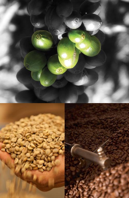 Sourcing and roas4ng We make sure we know where our beans come from by travelling the world to meet farmers and producers.
