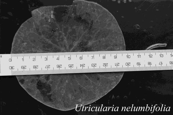 The seedlings of U. reniformis, U. nelumbifolia, U. nelumbifolia x U. reniformis and U. reniformis x U. nelumbifolia were documented by photographs taken using a Pentax 35 mm macro lens.