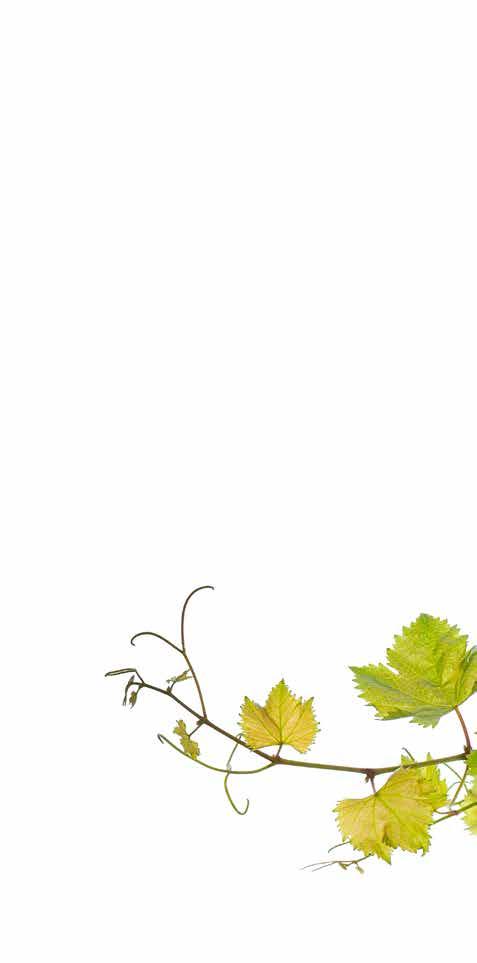 Techni Alipias White Producer: Wine Art Estate Tasting Notes: The Sauvignon Blanc offers rich aromas of mature summer fruits, while the Assyrtiko provides sharp taste,