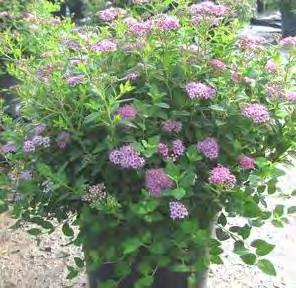 Forms a dense tight mound. Very attractive in groupings. Great fall color. #2 Container... $ 29.99 #3 Container.