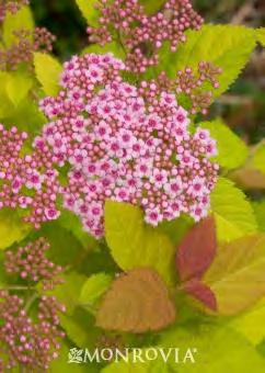Spiraea japonica Tracy zones 4-9 DOUBLE PLAY BIG BANG SPIREA 2-3 H x 2-3 W part sun/sun pink flowers This is a very showy plant in flower and foliage.