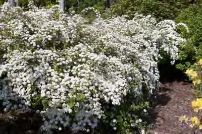 Spiraea nipponica 'Snowmound' zones 3b-7 SNOWMOUND SPIREA 3-5 H x 3-5 W sun/part shade white flowers Taller than many of the more compact types that are popular today.
