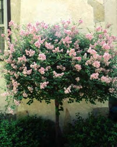 Syringa Bloomerang zones 3-7 BLOOMERANG REPEAT BLOOMING LILAC 4-5 H x 4-5 W sun purple flowers Bloomerang is a remarkable lilac with fragrant purple flowers that explode in spring and then again in