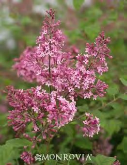99 Ask about any plant that we do not have available and we can probably order it for you. Syringa meyeri Palibin' (S.