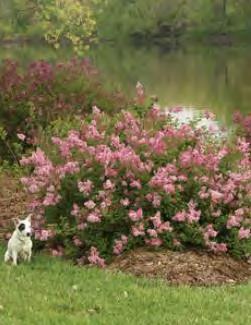 Syringa x Scent and Sensibility Pink zones 3-7 SCENT AND SENSIBILITY PINK LILAC 3-4 H x 5-6 W sun pink flowers This dwarf Lilac
