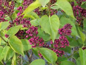 popular. Small panicles of purple buds that turn to magenta double flowers. #5 Container... $ 59.