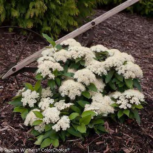Viburnum carlesii zones 4b-7 KOREANSPICE VIBURNUM 4-6 H x 4-5 W sun/part shade white flowers A smaller shrub that is especially valued for its fragrance.
