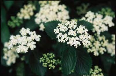 Viburnum x juddii zones 4-8 JUDD VIBURNUM 6 H x 6 W sun/part sun white flowers This plant has a very strong, pleasant fragrance, a full, dense habit and is very hardy.