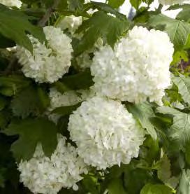 An absolutely stunning shrub. #5 Container... $ 54.