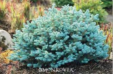 99 Picea pungens Glauca Globosa zones 3-7 DWARF GLOBE BLUE COLORADO SPRUCE 3-4 H x 3-4 W sun blue gray Upright, broad form and silvery-blue needles.