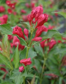 blushed with deep pink along the edges. Dense clusters of soft pink flowers in spring. Attracts hummingbirds. #2 Container... $ 44.