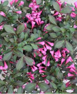 Weigela florida VFMOBLA zones 4-8 COCO KRUNCH WEIGELA 2-3 H x 2-3 W sun soft red flowers New and exclusive to Monrovia Nurseries, this superior compact, colorful shrub offers dark