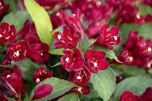 99 #3 Container... $ 44.99 Weigela Maroon Swoon zones 4-8 MAROON SWOON WEIGELA 4-5 H x 2-3 W sun/part sun marron red An abundance of gorgeous bell-shaped maroon blooms held in clusters.