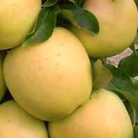 99 COMBO 4-WAY 8-12 H sun zones 5-8 This 4-in 1 espaliered apple tree has 4 varieties. All grafted onto a single trunk. Self-pollinating. #7 Container... $ 99.