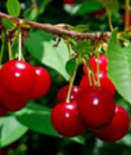 Tender, juicy, and very rich cherries. Needs pollinator. #5 Container... $ 79.99 Questions? Email us at gardenquestions@milaegers.