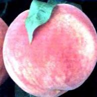 PEACH PRUNUS RED HAVEN SEMI-DWARF 8-14 H sun zones 5-8 Sets loads of medium-sized freestone fruits with red skin and firm yellow flesh. Red Haven ripens mid to late July.