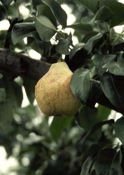 Needs a pollinator to produce fruit. #5 Container... $ 79.99 RELIANCE SEMI-DWARF 8-12 H sun zones 5-8 This medium-sized, white fleshed peach, has a very sweet flavor.