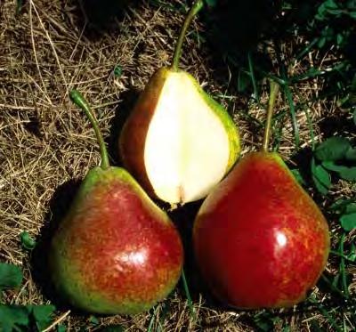 99 PEAR PYRUS BARTLETT SEMI-DWARF 12-15 H sun zones 5-7 Sweet and tender, thin-skinned fruit ripens in summer.