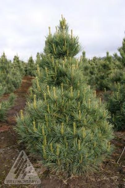 Pinus cembra Westerside zones 3-7 WESTERSIDE SWISS STONE PINE 12 H x 8 W sun green Upright, full, pyramidal habit.